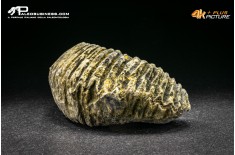 Rastellum Carinatum