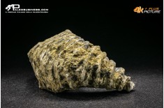 Rastellum Carinatum