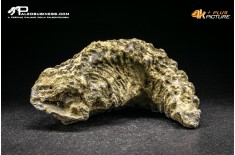 Rastellum Carinatum