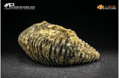 Rastellum Carinatum