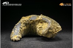Rastellum Carinatum