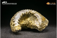 Rastellum Carinatum
