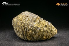 Rastellum Carinatum