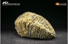 Rastellum Carinatum