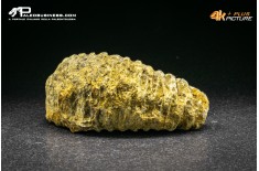 Rastellum Carinatum