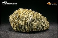 Rastellum Carinatum