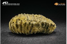 Rastellum Carinatum