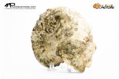 Ammonite Mammites nodosoides