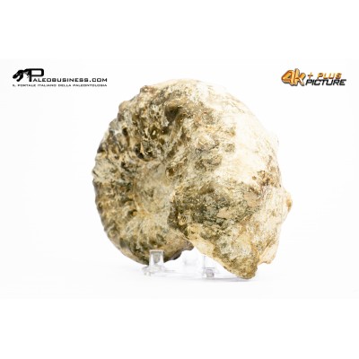 Ammonite Mammites nodosoides