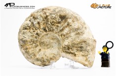 Ammonite Mammites nodosoides