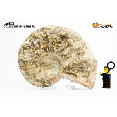 Ammonite Mammites nodosoides