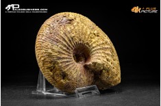 Ammonite Emileia sp.