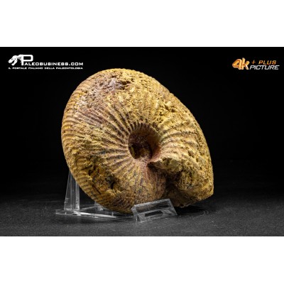 Ammonite Emileia sp.