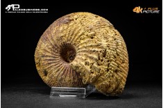 Ammonite Emileia sp.