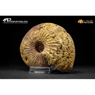 Ammonite Emileia sp.