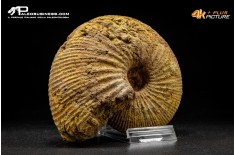 Ammonite Emileia sp.