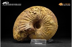 Ammonite Emileia sp.