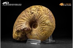 Ammonite Emileia sp.