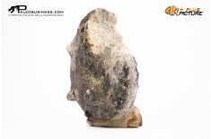Ammonite Mammites nodosoides