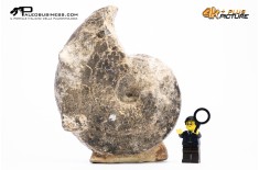 Ammonite Mammites nodosoides