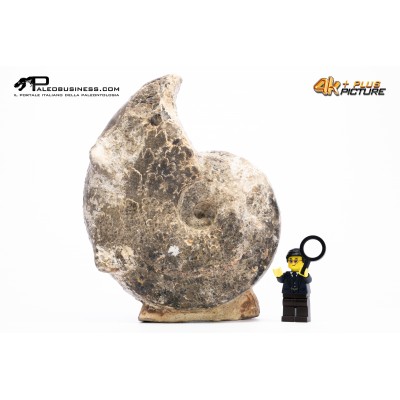 Ammonite Mammites nodosoides