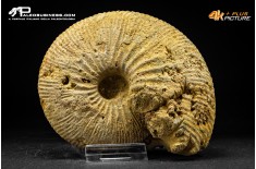 Ammonite Emileia sp.