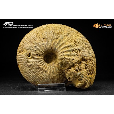Ammonite Emileia sp.