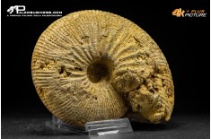 Ammonite Emileia sp.