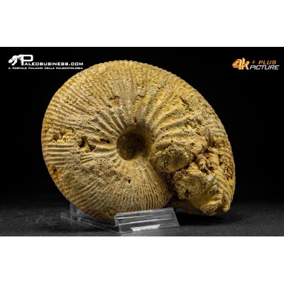 Ammonite Emileia sp.