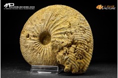 Ammonite Emileia sp.