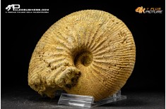 Ammonite Emileia sp.