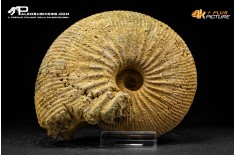 Ammonite Emileia sp.