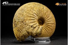 Ammonite Emileia sp.