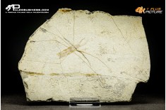 Chresmoda multinervis
