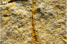 Stella marina Ophiuroidea – Protasteridae indet. (positivo + negativo)
