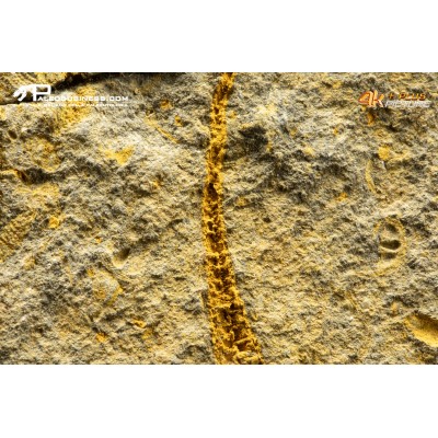 Stella marina Ophiuroidea – Protasteridae indet. (positivo + negativo)