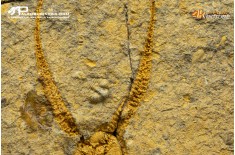 Stella marina Ophiuroidea – Protasteridae indet. (positivo + negativo)