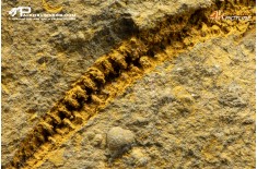 Stella marina Ophiuroidea – Protasteridae indet. (positivo + negativo)