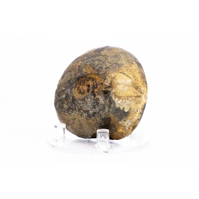 Ammonite Vascoceras sp.