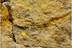 Stella marina Ophiuroidea – Protasteridae indet. (positivo + negativo)