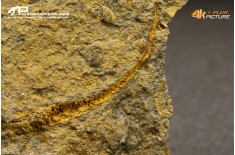 Stella marina Ophiuroidea – Protasteridae indet. (positivo + negativo)