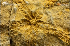 Stella marina Ophiuroidea – Protasteridae indet. (positivo + negativo)