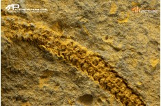 Stella marina Ophiuroidea – Protasteridae indet. (positivo + negativo)
