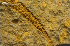 Stella marina Ophiuroidea – Protasteridae indet. (positivo + negativo)