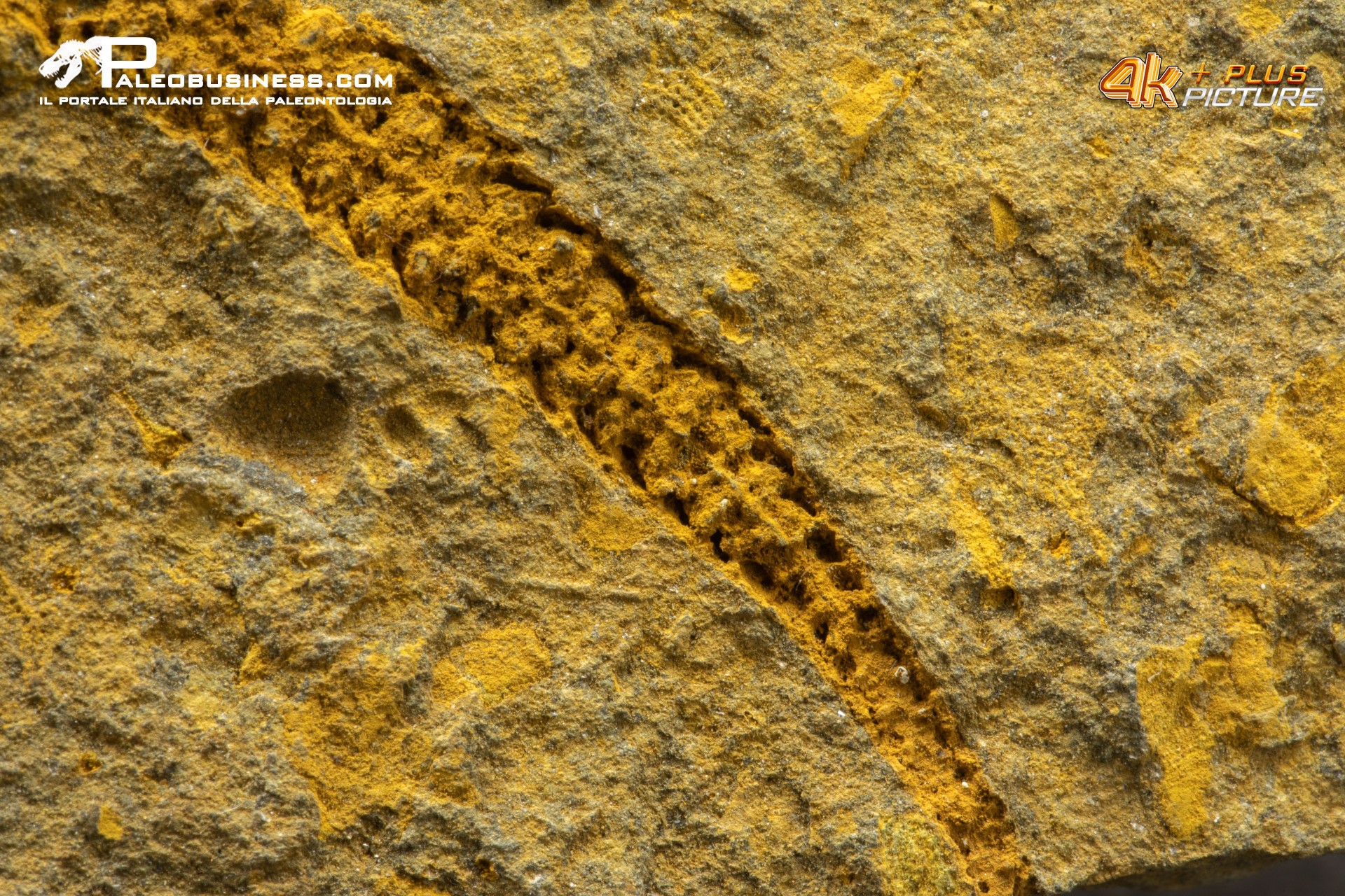 Stella marina Ophyiura sp.    pos.+neg.