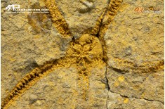 Stella marina Ophiuroidea – Protasteridae indet. (positivo + negativo)