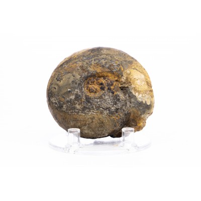 Ammonite Vascoceras sp.