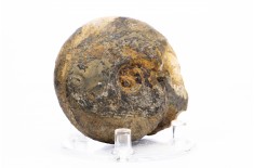 Ammonite Vascoceras sp.
