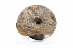 Ammonite Vascoceras sp.