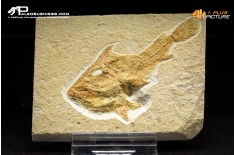 Pesce Coccodus Insignis